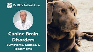 Canine Brain Disorders  Symptoms Causes & Treatments  Dr. Bills Pet Nutrition