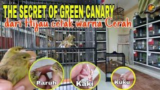 THE SECRET OF GREEN CANARY Rahasia Kenari Hijau untuk Cetak anakan warna Cerah