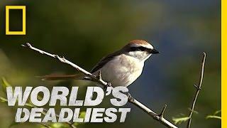 Butchering Bird  Worlds Deadliest