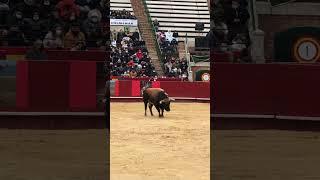 Toro Arena Valencia Spain #toro #arenavalencia #valencia #matador #boğagüreşi #spain #ispanya