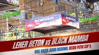 Bikin Penonton Tegang Duel Kacer LEHER BETON VS BLACK MAMBA