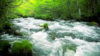 Green Stream Flowing in Aomori Forest. Nature Sounds Forest River Sound White Noise for Sleeping.