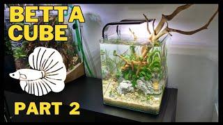 Betta Paradise Cube Scape Part 2  Nano Cube Setup and Planting