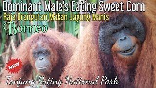 Domiant Males Eating Sweet CornRaja Orangutan Makan Jagung Manis @orangutanhouseboattour6258