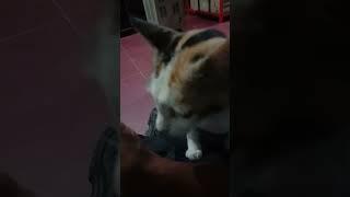 Kucing jilat tuannya  #videoshorts #cat #pecintakucinglucu #cats