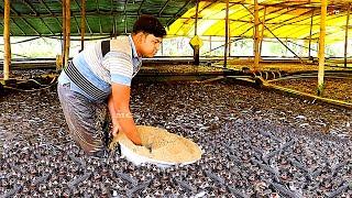 TANGGAPAN UNTUK MAKAN PAKAN PELET IKAN LIAR