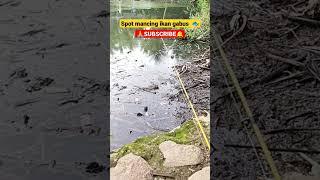 SPOT MANCING IKAN GABUS #shorts #mancing #ikangabus