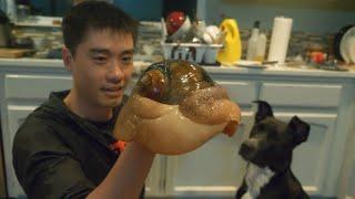 Would You Eat This Gigantic Moon Snail? Coastal Foraging and Clam Digging Deliciousness Overload