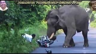 gajah brutal orang dan motornya di injak injak