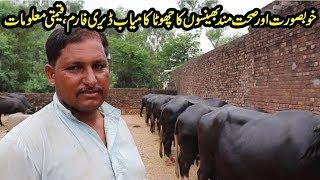 Buffaloes Dairy Farming in UrduHindi  How to Start Dairy Farm  Dairy Farming Tips