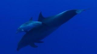 Diving French Polynesia 4k GH4 Sealux