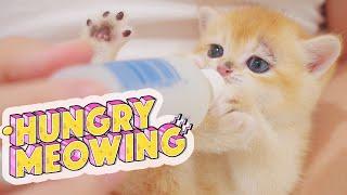Hungry Sick Kitten Meowing Loudly Won’t Let Go Of Bottle  Kitten Bottle Feeding  Lucky Pawison