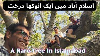 A Rare Tree in Pakistan  Urdu  Hindi  Kifayat Rodani  Baidaar Tv