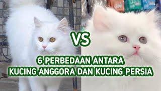 Perbedaan Kucing Anggora dan Persia Inilah 6 Perbedaannya