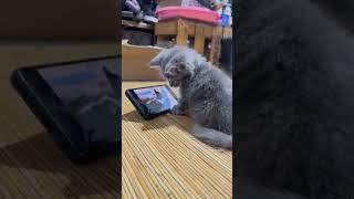 Scroll - Scroll Kucing Abu Persia