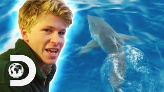 Robert Irwin Swims With Great White Sharks For The First Time  Crikey Its Shark Week