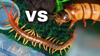 GIANT Centipede vs Superworm  BUG WARS