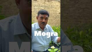 मोगरा में भर-भर फूल लेने का क्या है Secret ?  जानिए रामविलास जी से  Bumper flowrring in Mogra🪷