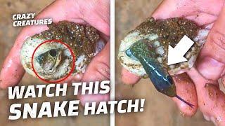 Watch This Baby Snake Hatch In Mans Hand