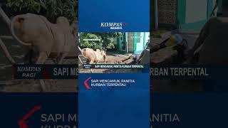 Sapi 300 Kilogram Mengamuk Panitia Kurban di Surabaya Terpental #shorts