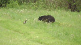 Skunk Sprays Inquisitive Bear  ViralHog