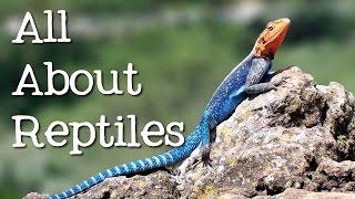 All About Reptiles What Makes it a Reptile? - FreeSchool