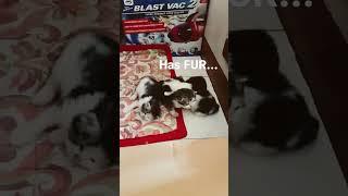 cute huggable therapeutic kittens 