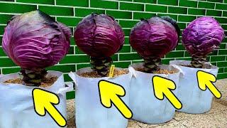 Growing Red Cabbage from Seed to Harvest - Step by Step
