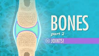 Joints Crash Course Anatomy & Physiology #20