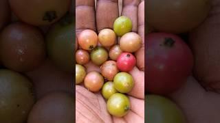 චිංචවු මතකද පොඩි කාලේ කෑව තරම්#️️#natural berries#villagefood #viralshorts
