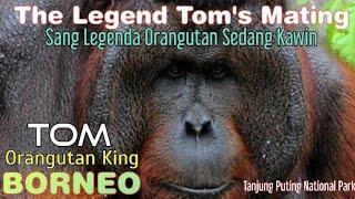 T0Ms m4t1ng - Tom Kawin -  Tanjung Puting National Park @orangutanhouseboattour6258