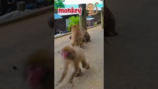 monkey masti video ।#monckey #cute #monkeyrolex