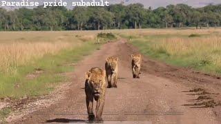 Paradise Lion Pride Sub Adults  Masaimara  10 May 2024