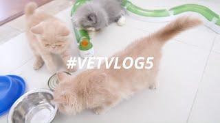 A DAY IN THE LIFE OF VET #VETVLOG6