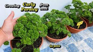 Growing Curly Parsley from Seed to regular Harvesting in Small Pots - Step by Step