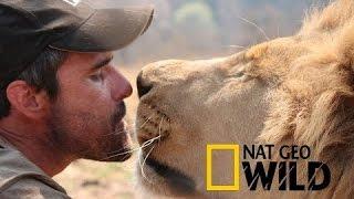 LIVING WITH LIONS -  Kevin Richardson - National Geographic WILD HD 2017 