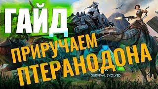 ПРИРУЧАЕМ ПТЕРАНОДОНА #ГАЙД ДЛЯ НОВИЧКОВ Ark Survival Evolved #5