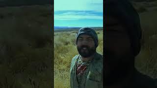 Wild Pheasant hunting #hunting #shorts