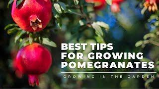 HOW to PLANT and GROW POMEGRANATES plus WHEN to HARVEST HOW to EAT and what to do about BUGS