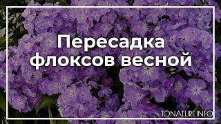 Пересадка флоксов весной  toNature.Info