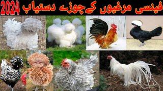 Fancy Hen Chikes Available ️ Turkey  Chikes Available  Cargo All over Pakistan 