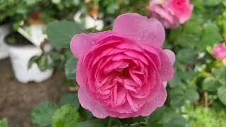 Reminiscent Pink Rose