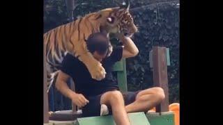 OMG  orang ini berteman dengan harimau