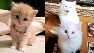 Funniest Cute Cats Compilation 2019  Cute is More than Enough  HappyPets # 22