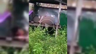 VIRALL Video Mesum Di Gubuk Sawah Warga Ceweknya Keenakan Di Atas