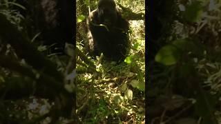 Face à un gorille sauvage des montagnes en Ouganda - Nouvelle vidéo lundi 18H 