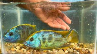 Nimbochromis venustus • Update •