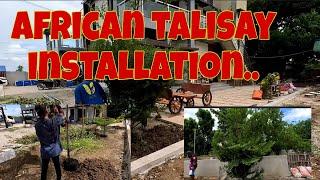 Naitanim na agad ang african talisay  Mano manong installation..