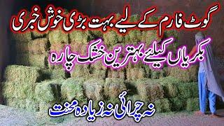 Alfalfa Hay Now Available  Alfalfa Hay in Pakistan   A Plus Quality Alfalfa hay - 0340 4325922