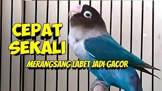 Lovebird Fighter Ngekek Panjang Cepat SEKALI MERANGSANG LABET APAPUN JADI GACOR CEPAT NGEKEK